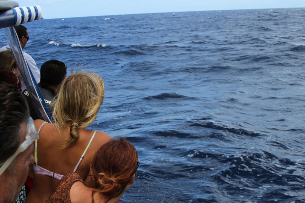 North Shore Shark Adventures - Backpackers Hawaii