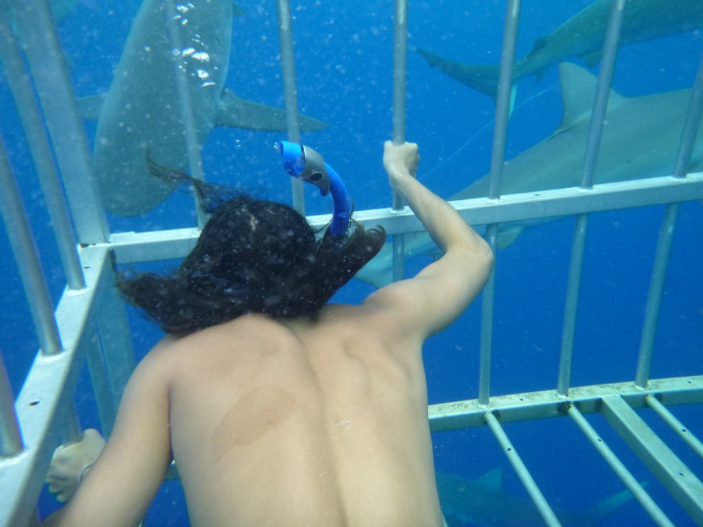 North Shore Shark Adventures - Backpackers Hawaii