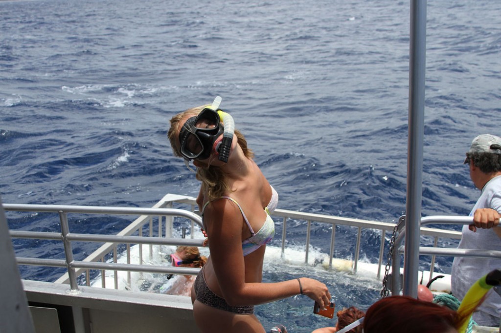 North Shore Shark Adventures - Backpackers Hawaii