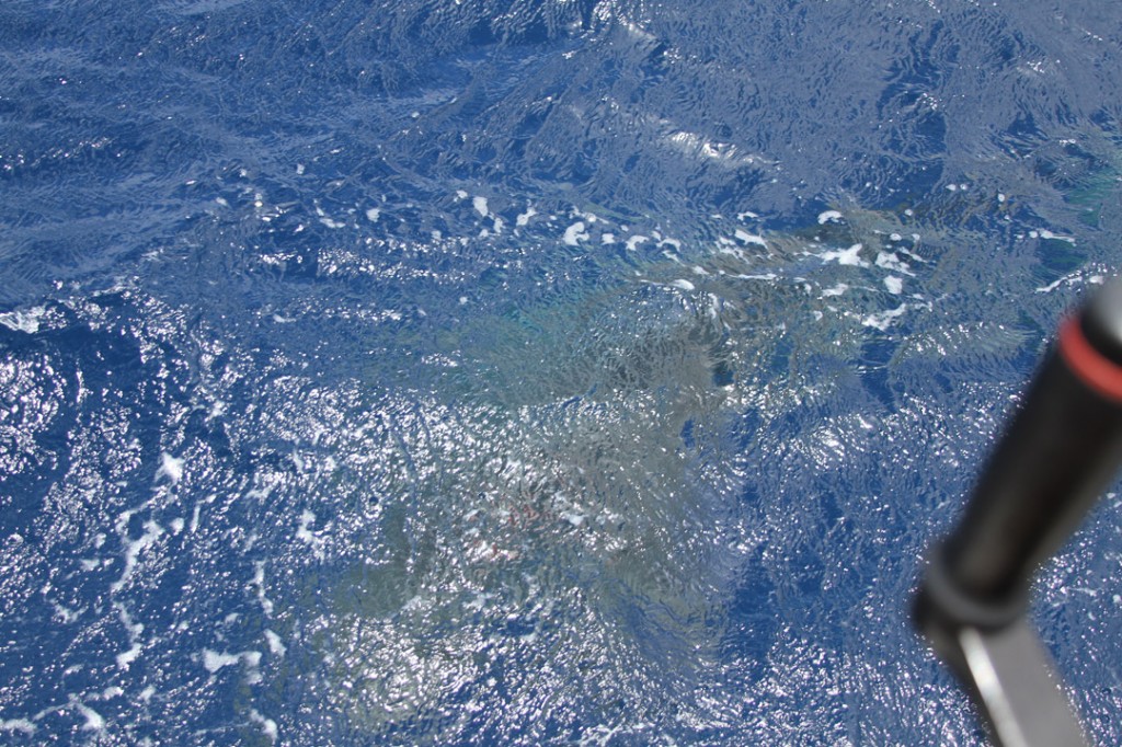 North Shore Shark Adventures - Backpackers Hawaii