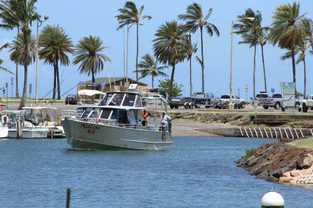 North Shore Shark Adventures - Backpackers Hawaii