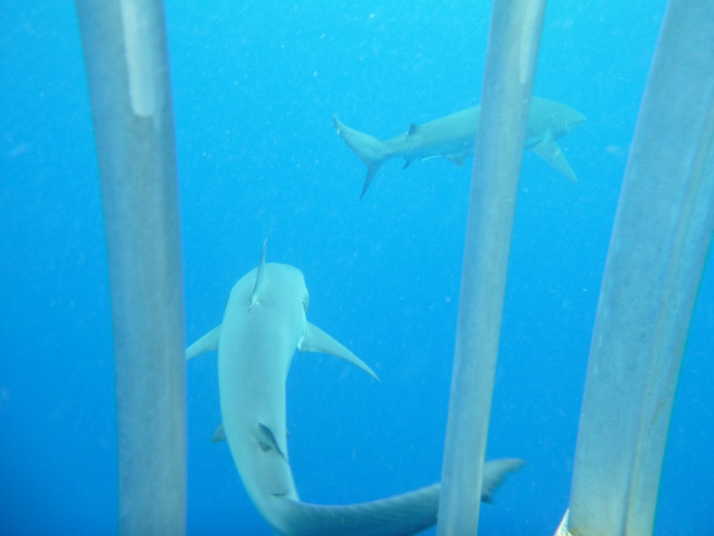 North Shore Shark Adventures - Backpackers Hawaii